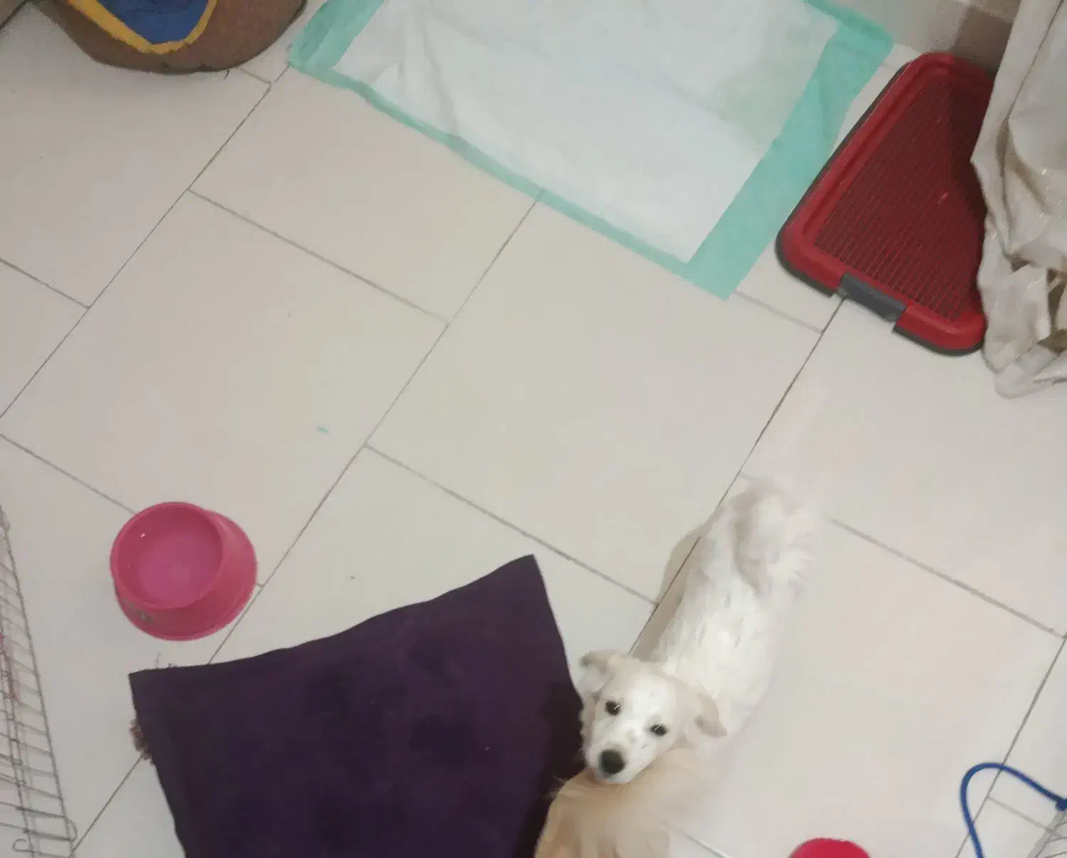 سگ خوشگل و توپر|سگ|تهران, اتابک|دیوار