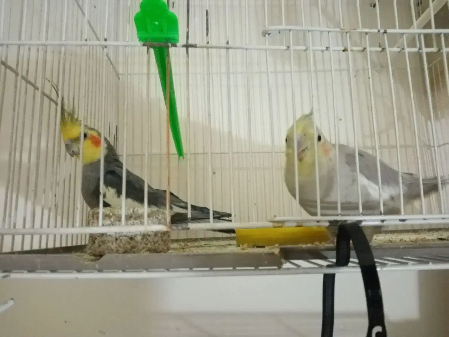 جفت عروس هلندی به شرط|پرنده|مشهد, عبادی|دیوار