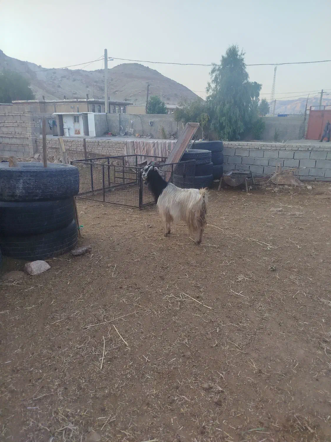 بز چپر|حیوانات مزرعه|دره شهر, |دیوار