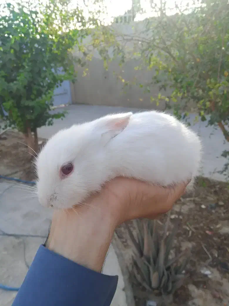 خرگوش|موش و خرگوش|سراوان, |دیوار