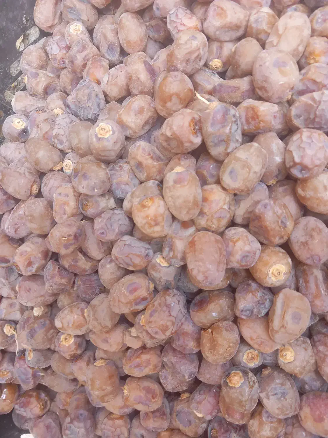 خرمای برحی آبادان|خوردنی و آشامیدنی|اهواز, اسلام آباد غربی|دیوار