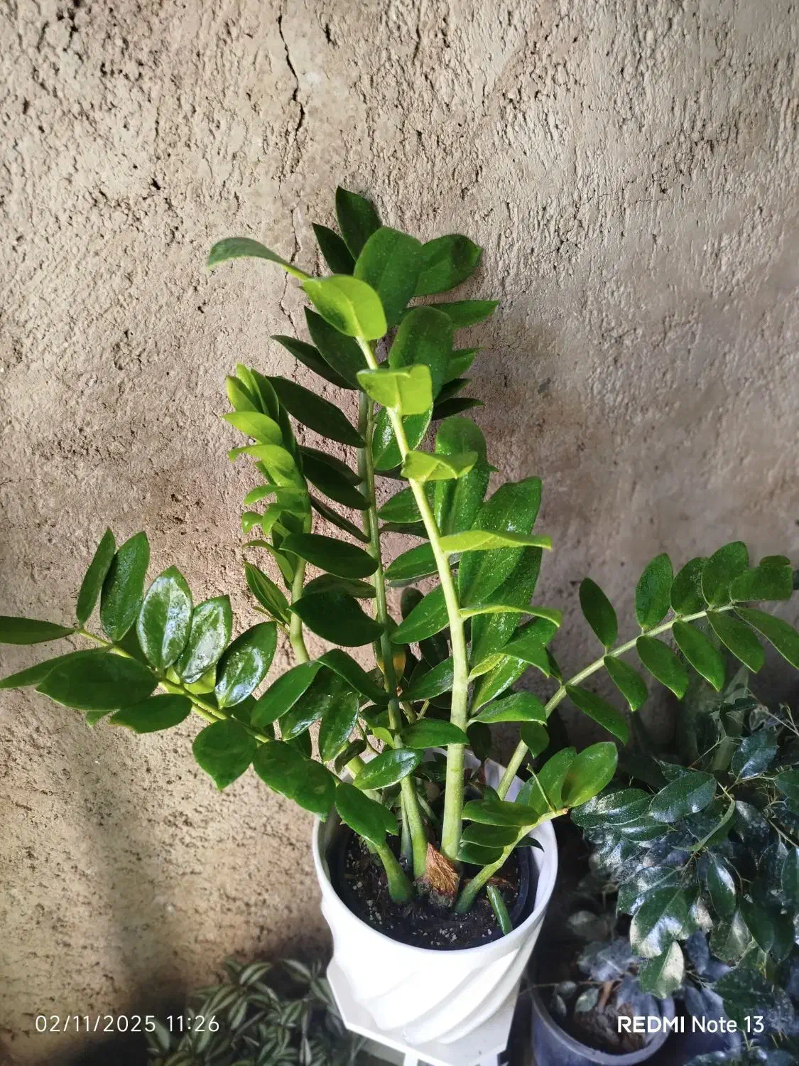 تعدادی گل و گلدان فروشی|گل و گیاه طبیعی|داراب, |دیوار