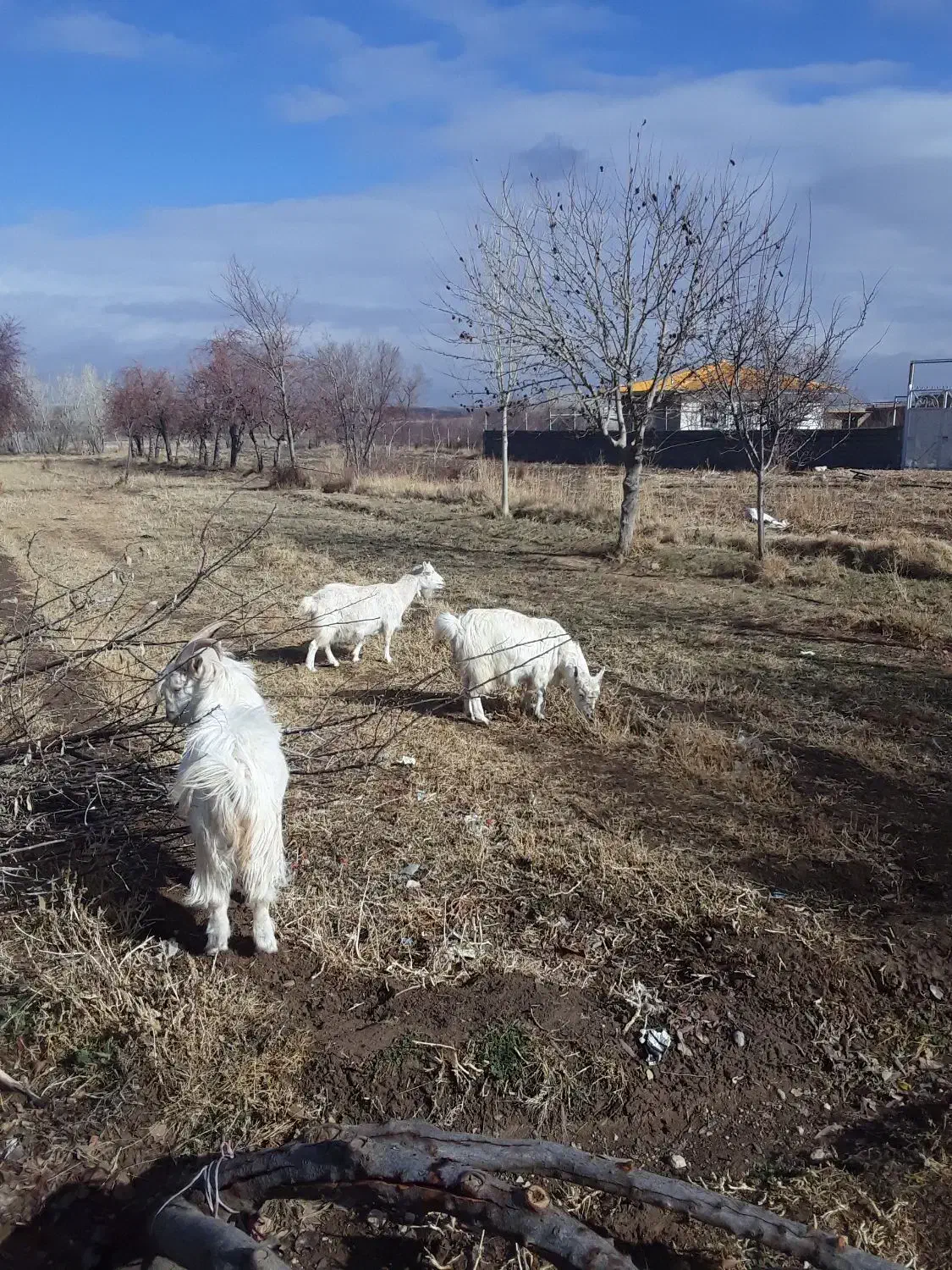 بزنر سانن|حیوانات مزرعه|سجاس رود, |دیوار