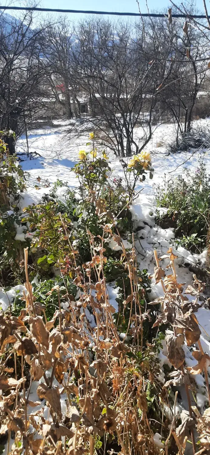 اجاره خونه ویلائی|اجارهٔ خانه و ویلا|شهمیرزاد, |دیوار