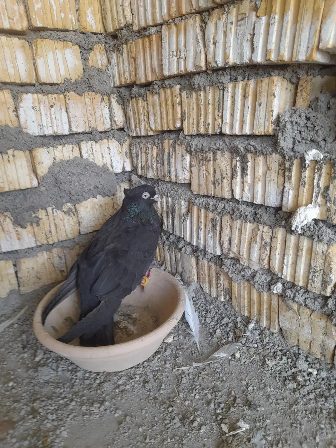 زاغ|پرنده|دهدشت, |دیوار