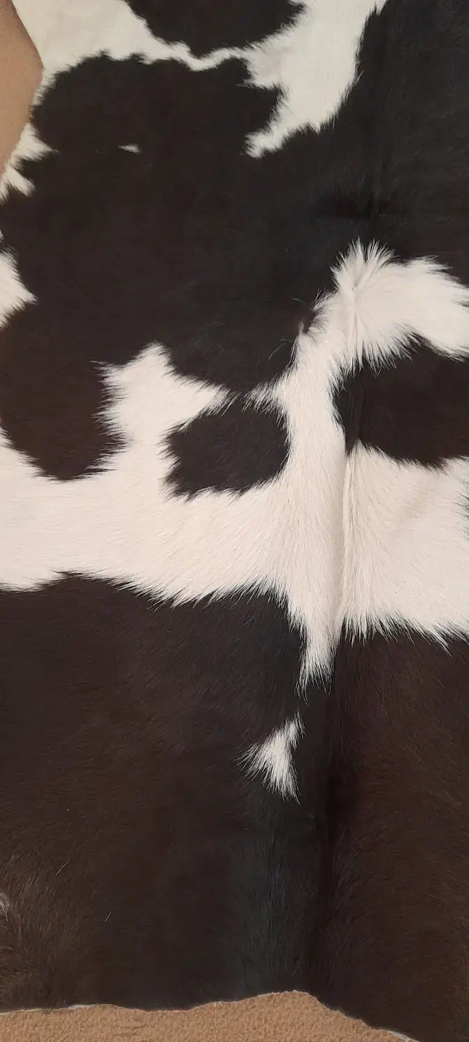 پوست گاو|صنایع دستی و سایر لوازم تزئینی|قم, ولیعصر|دیوار