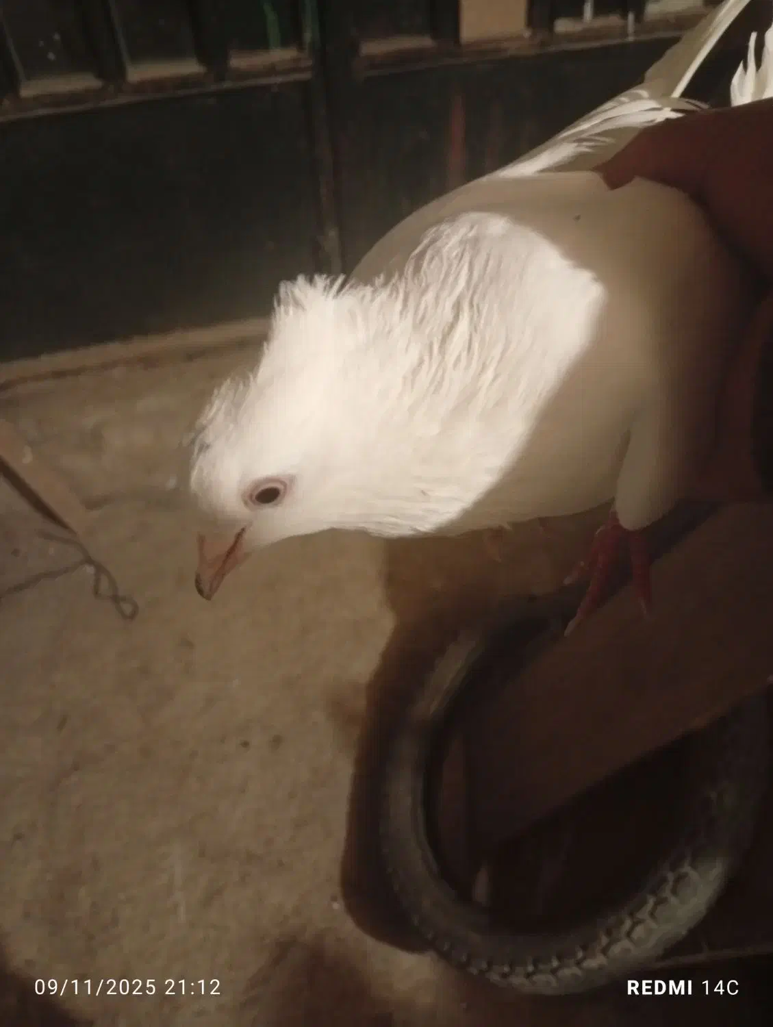 نروماده اماجفت نیستن|پرنده|کوهسار (البرز), |دیوار