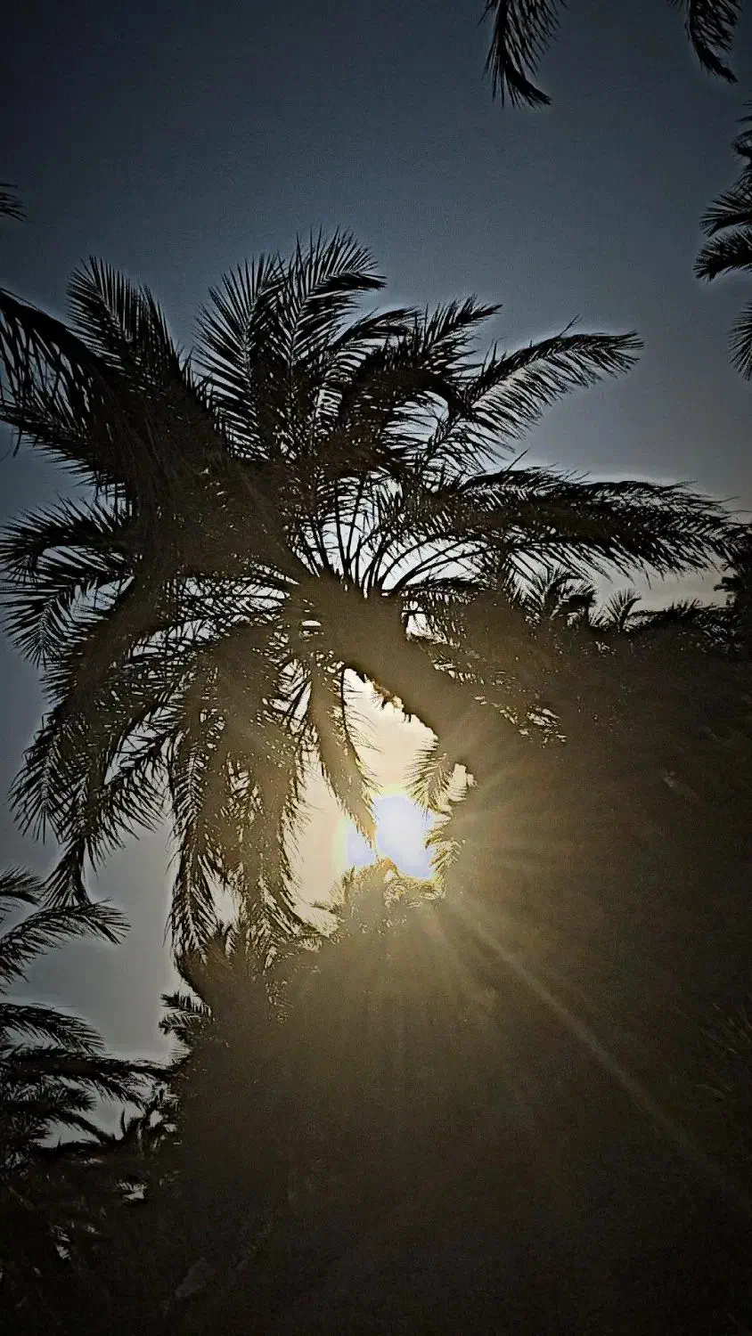 باغ خرما|فروش دفتر صنعتی، کشاورزی، تجاری|نگین کویر, |دیوار