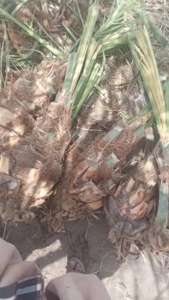 فسیل کلوته ومرداسنگ موجود|گل و گیاه طبیعی|جیرفت, |دیوار