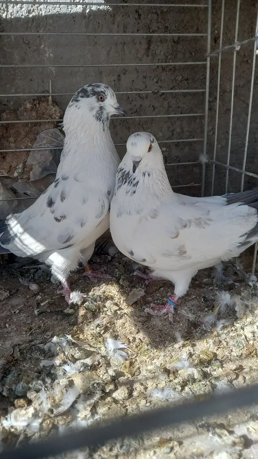 کبوتر پرشی|پرنده|حمیدیا, |دیوار