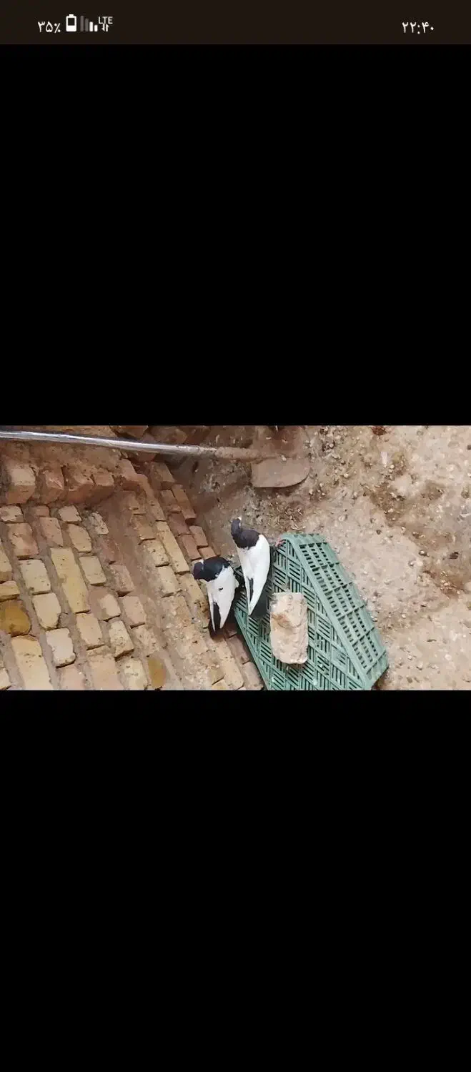 کبوتر|پرنده|فیروزه, |دیوار