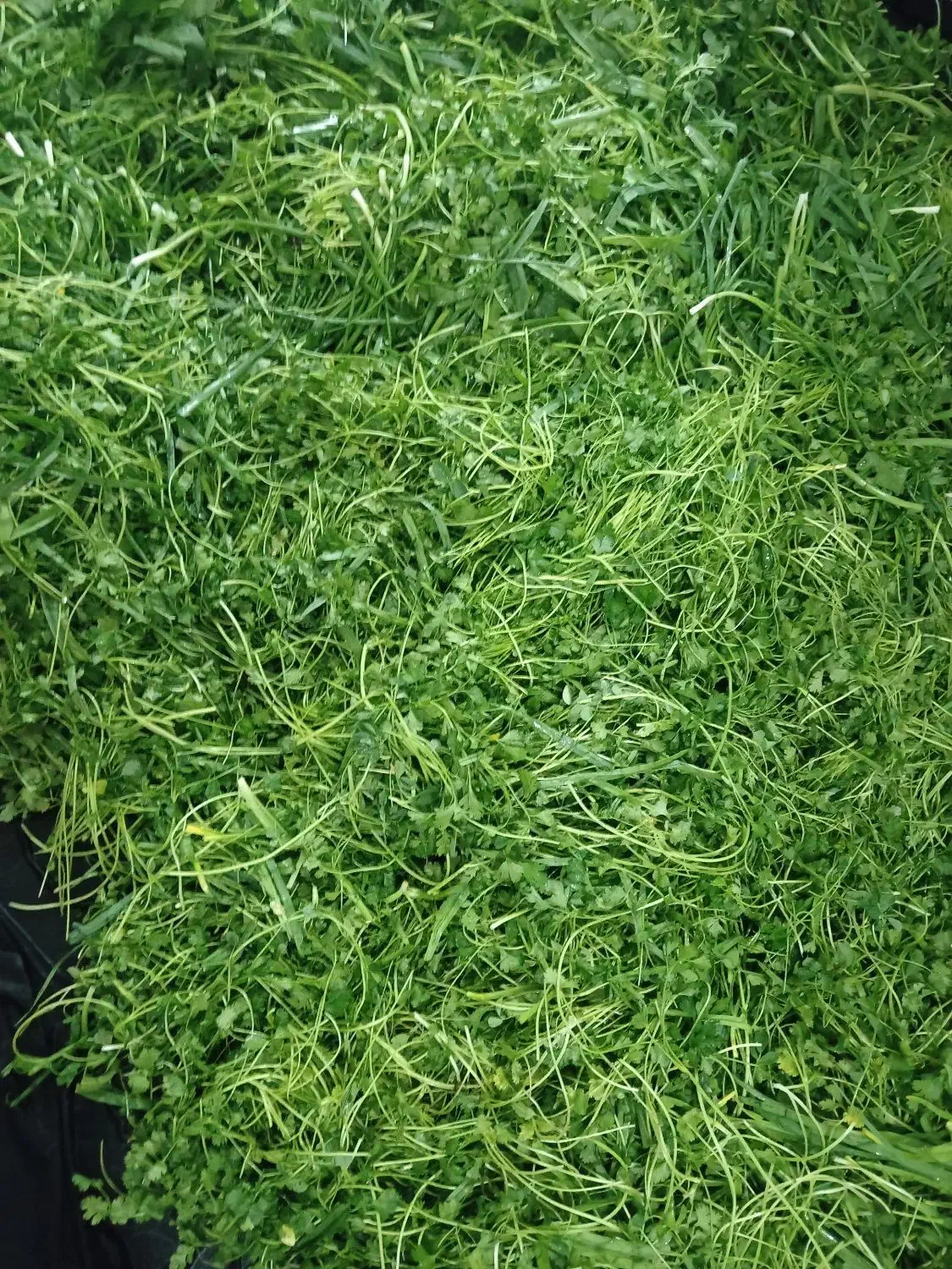 سبزی خورد شده و پاک شده|خوردنی و آشامیدنی|قم, علی آباد|دیوار