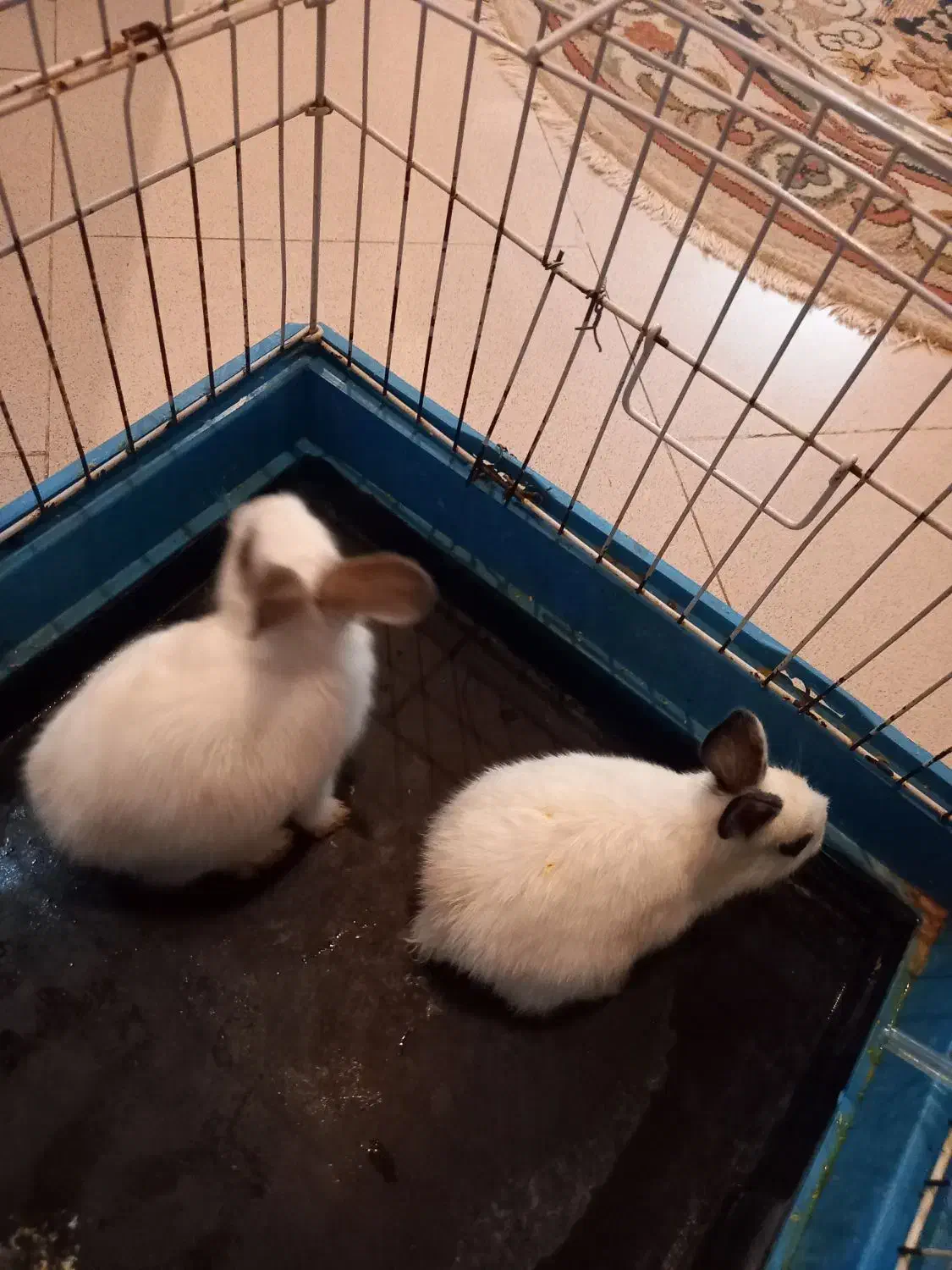 خرگوش با قفس بزرگ|موش و خرگوش|تبریز, |دیوار