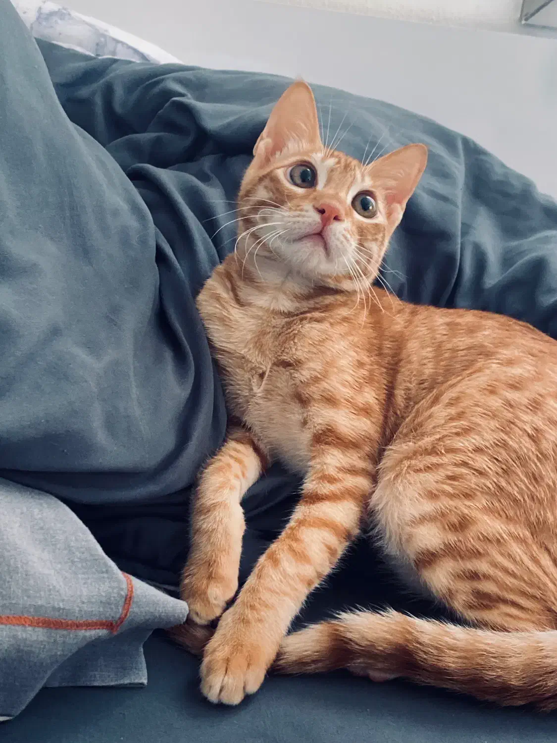 واگذاری گربه خانگی|گربه|کیش, |دیوار