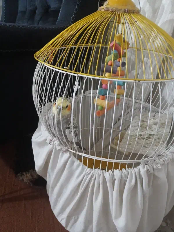 عروس هلندی نر|پرنده|ملایر, |دیوار