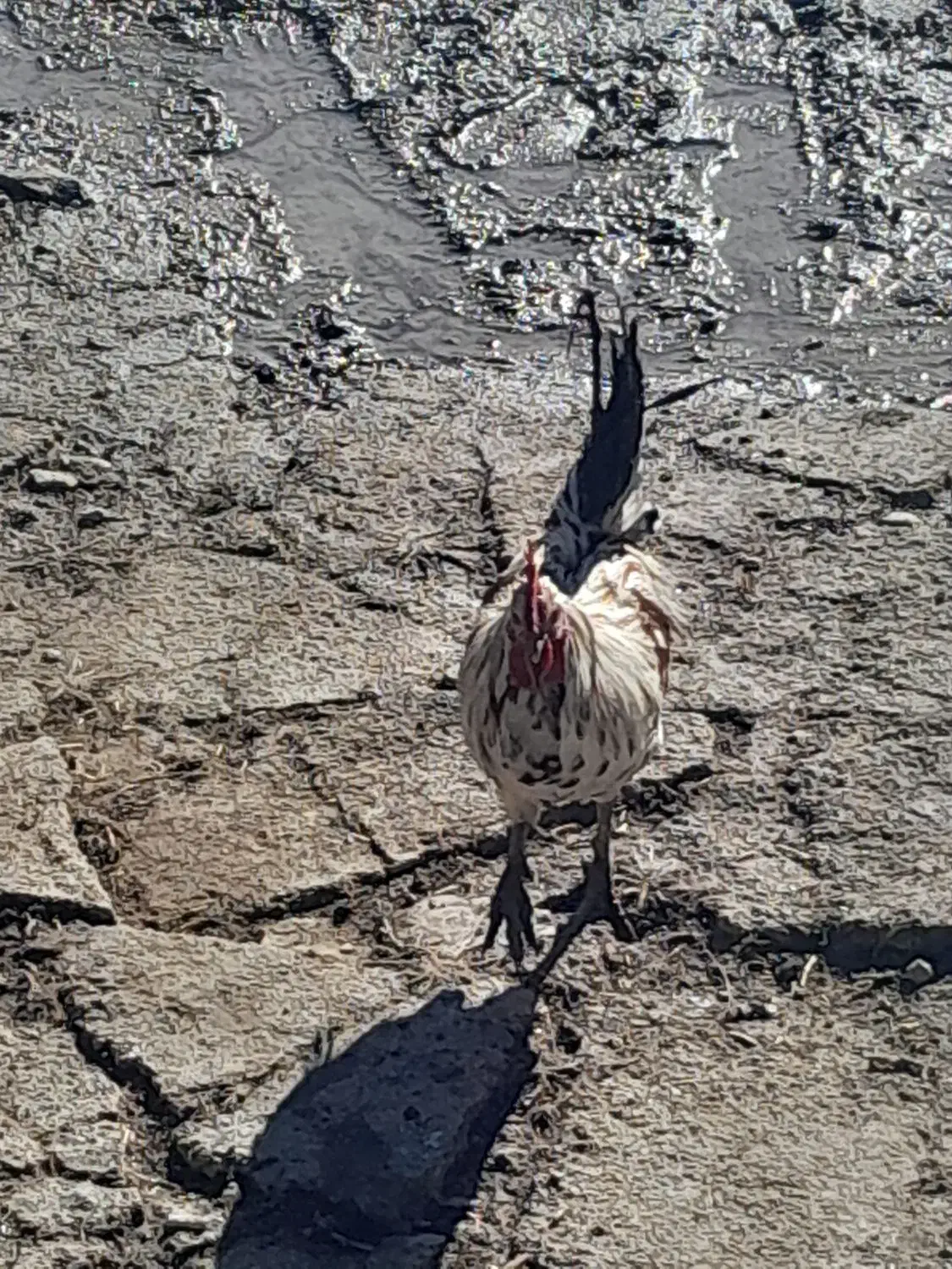 مرغ خروس|حیوانات مزرعه|بیرانوند, |دیوار