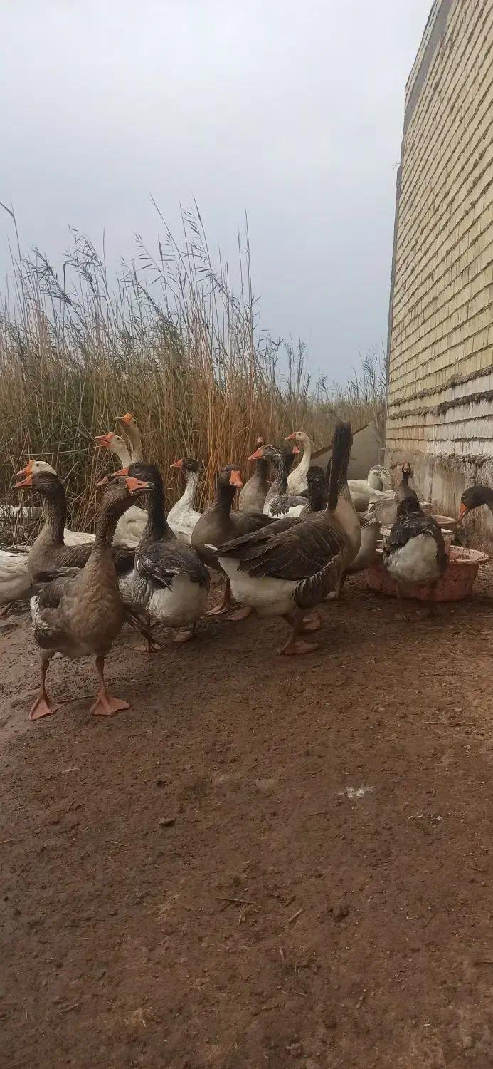 غاز تخمگذار|حیوانات مزرعه|آبادان, |دیوار