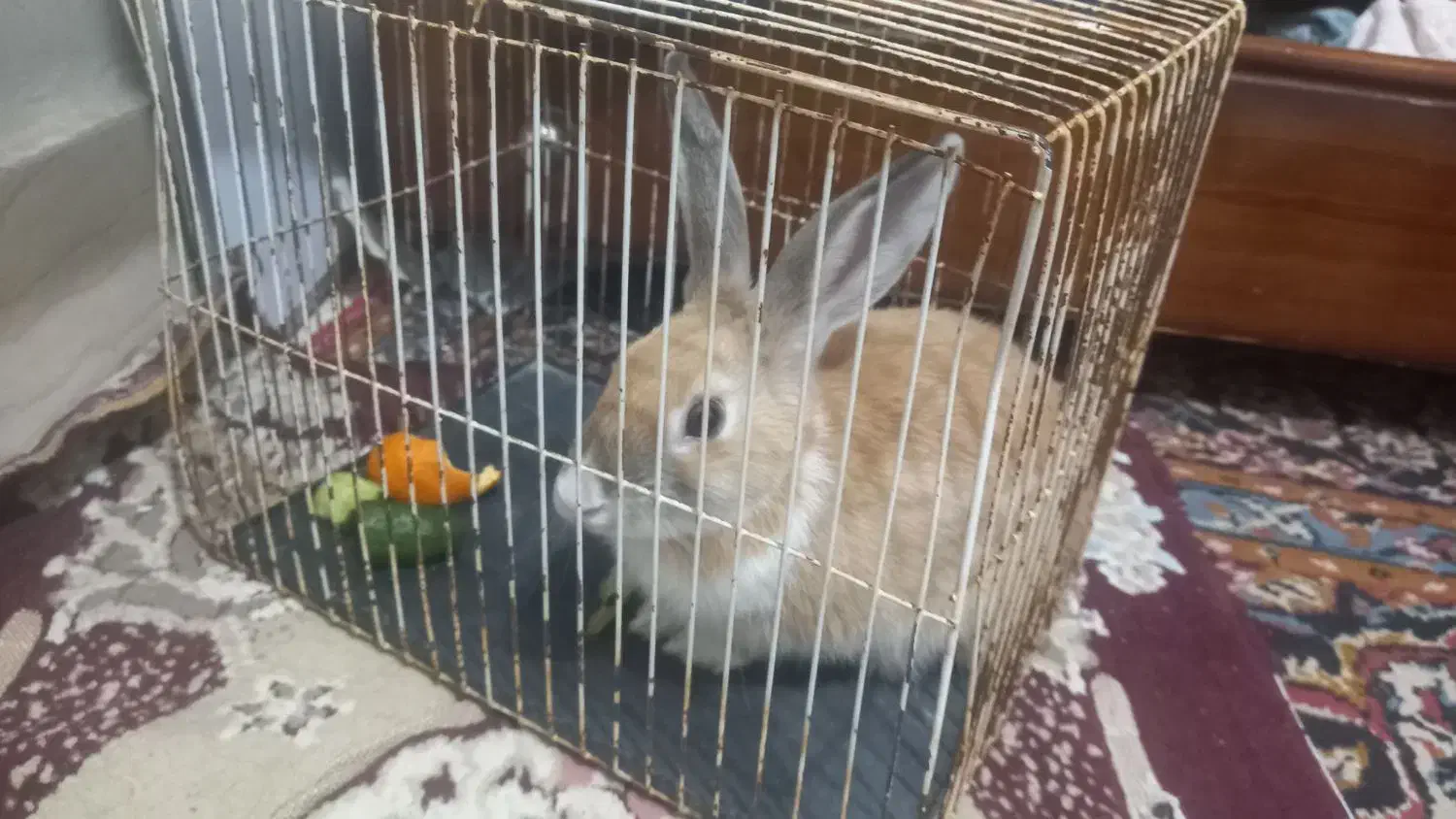 خرگوش هلندی باهوش|موش و خرگوش|سبزوار, شرق کال عیدگاه|دیوار