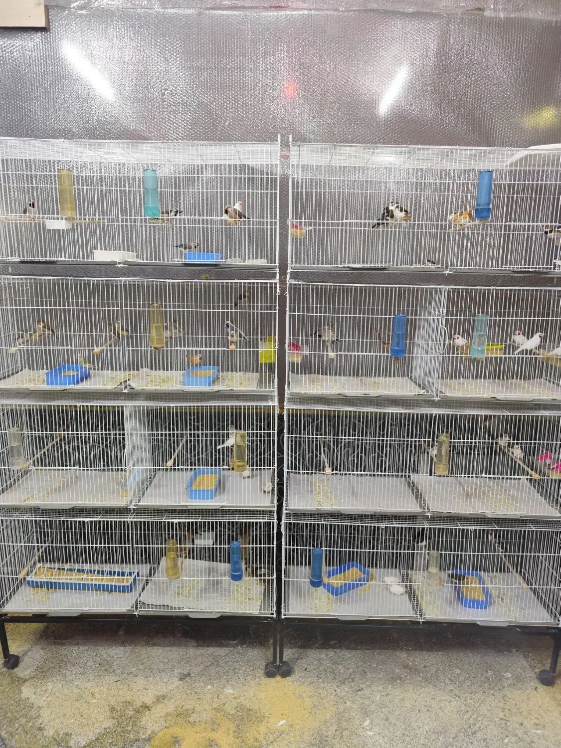 جوجه پارسون|پرنده|ری, دولت‌آباد|دیوار