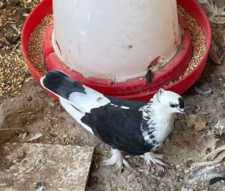 کبوتر بوشهری|پرنده|بندر کنگان, |دیوار