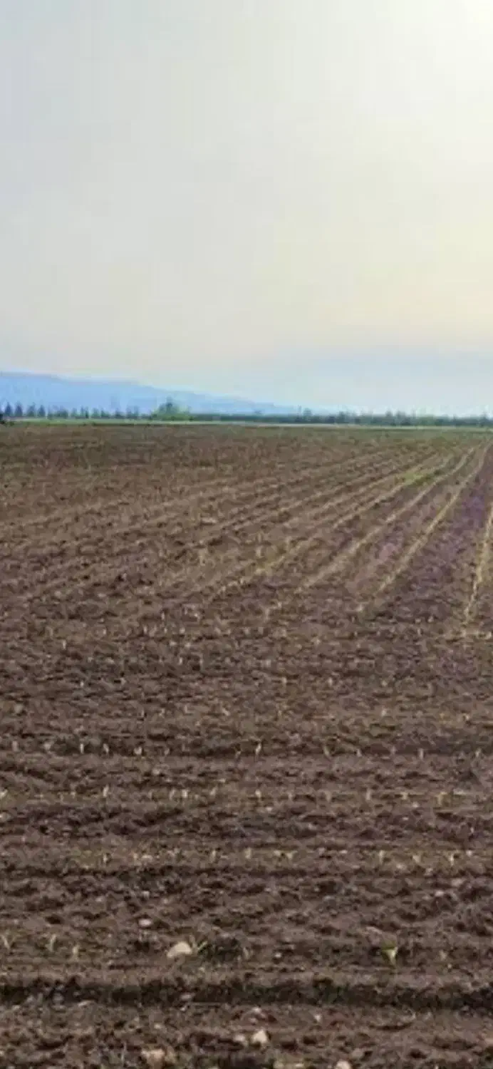 اجاره زمین کشاورزی در جاده شیره جین با حق آبه ۵ سا|اجارهٔ دفتر صنعتی، کشاورزی، تجاری|سراب, |دیوار