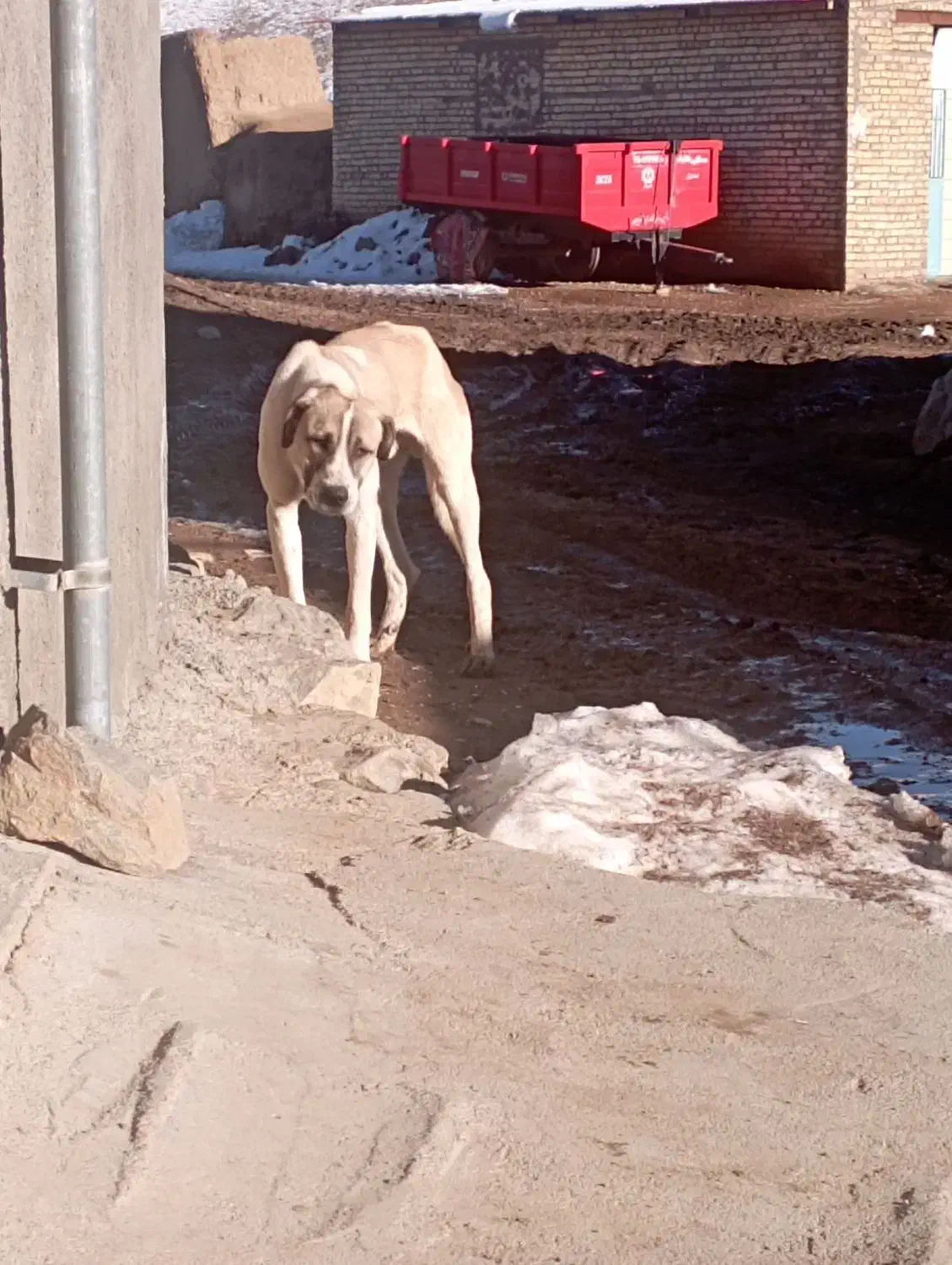 توله سگ نر فروشی|سگ|کرانی, |دیوار