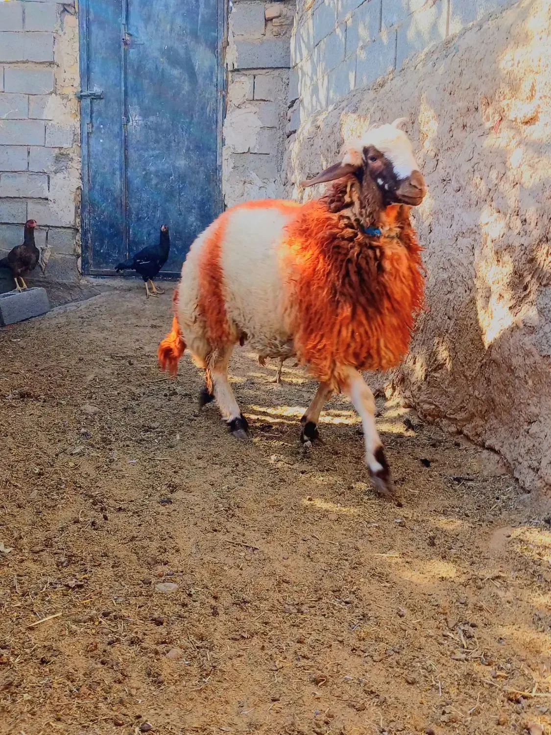 بره قوچی|حیوانات مزرعه|تایباد, |دیوار