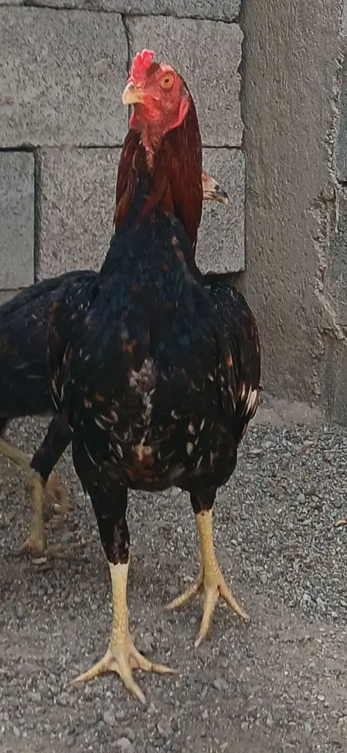 خروس خوب بفروش|حیوانات مزرعه|میناب, |دیوار