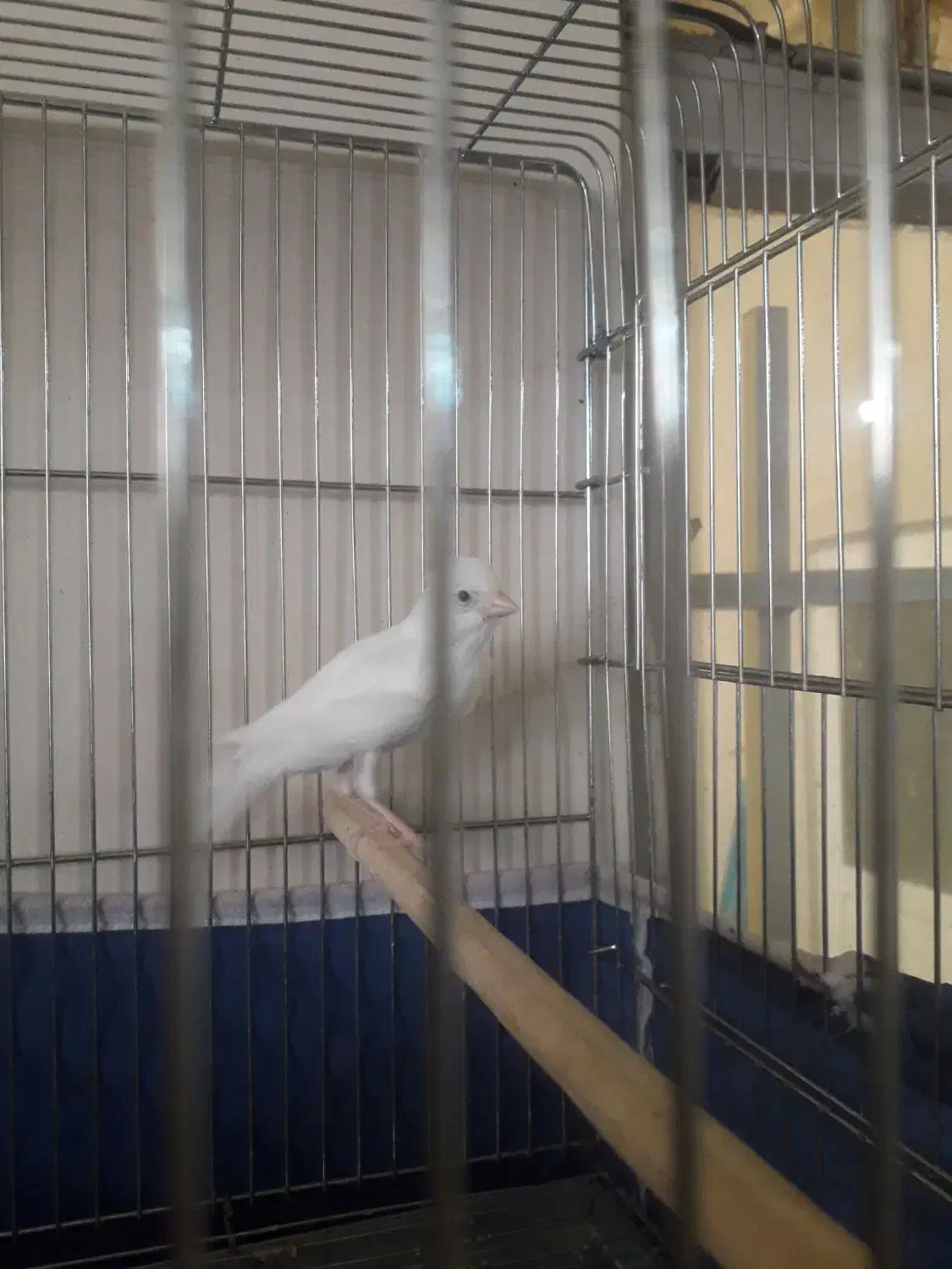 قناری نر سفید جوان سه دانگ|پرنده|کرمانشاه, |دیوار