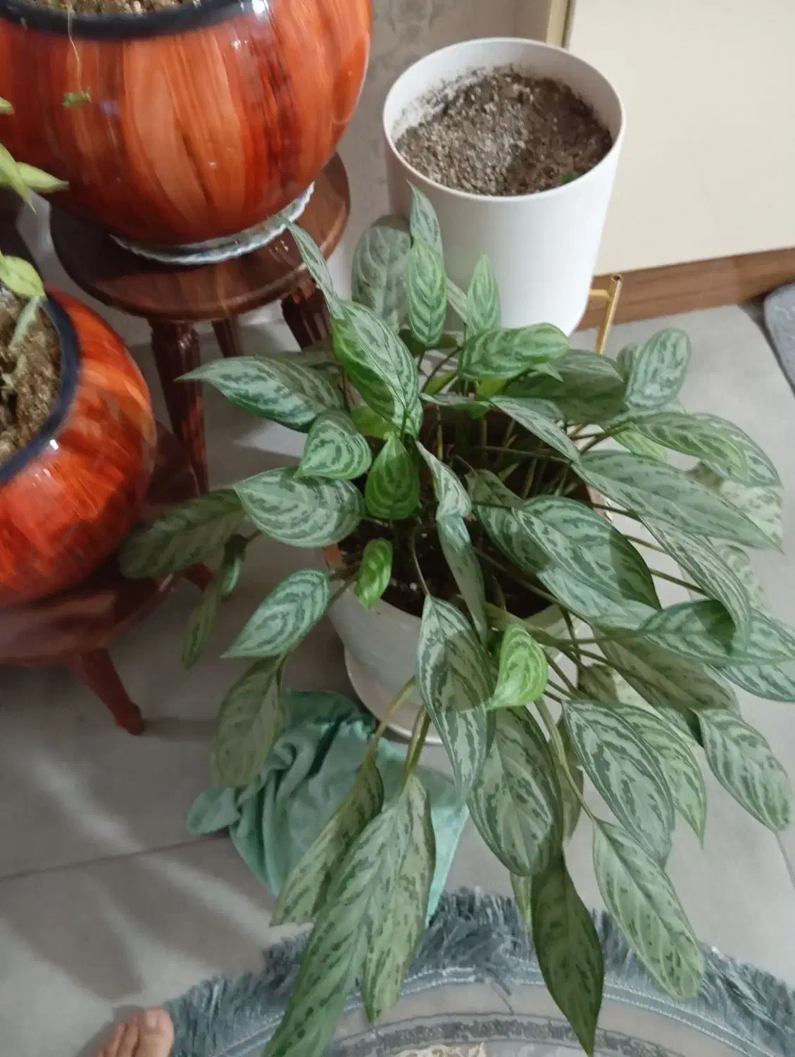 گل و گیاه|گل و گیاه طبیعی|کهریزک, |دیوار