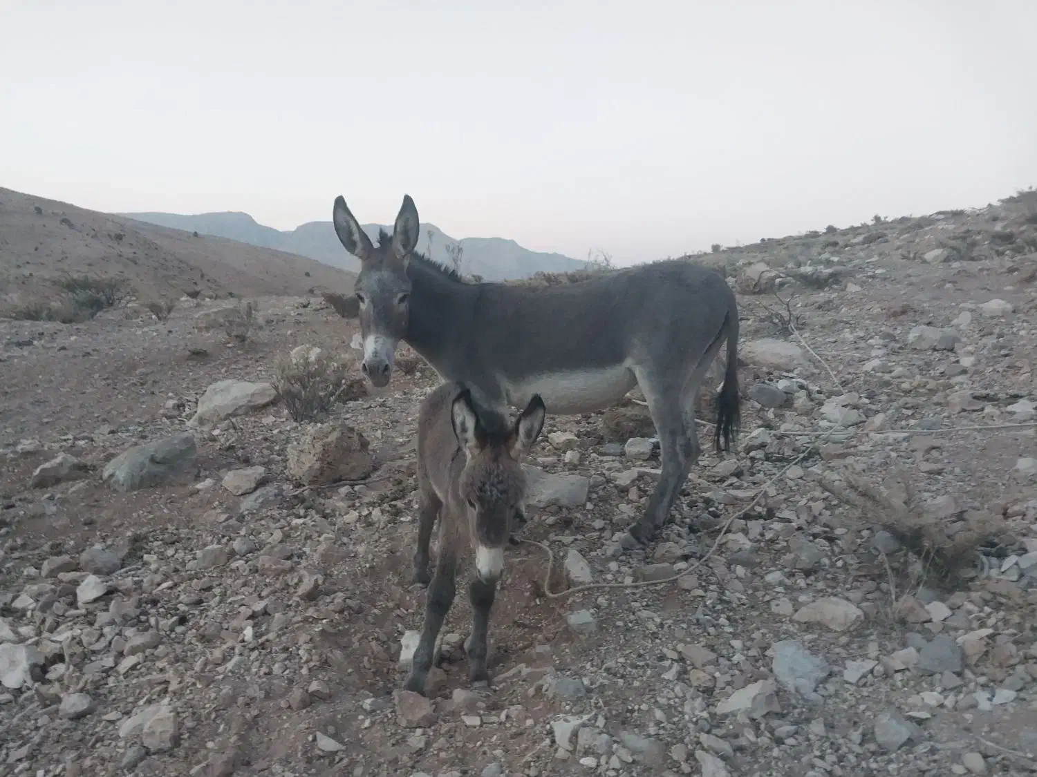 فروش الاغ|حیوانات مزرعه|ارم, |دیوار