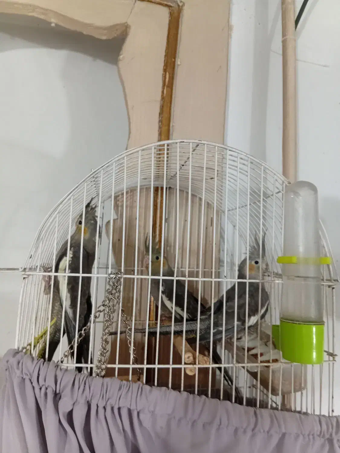 ۴عدد عروس هلندی سالم وسرحال|پرنده|قرچک, مهدیه|دیوار