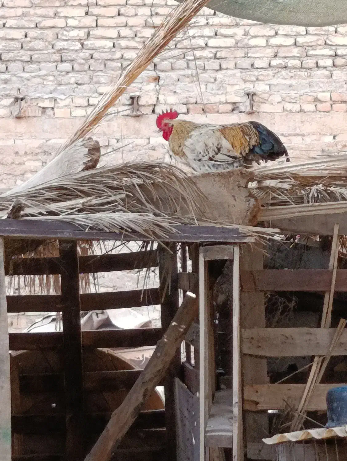 فروش خروس|حیوانات مزرعه|اهواز, نیوساید|دیوار