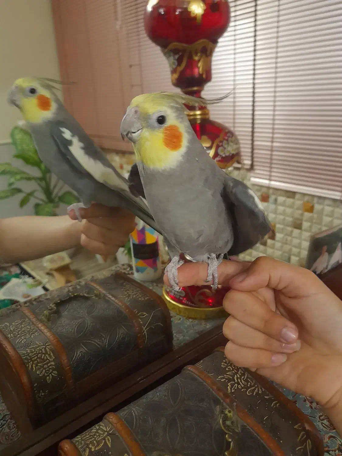 عروس هلندی|پرنده|قم, باغ شریفی|دیوار