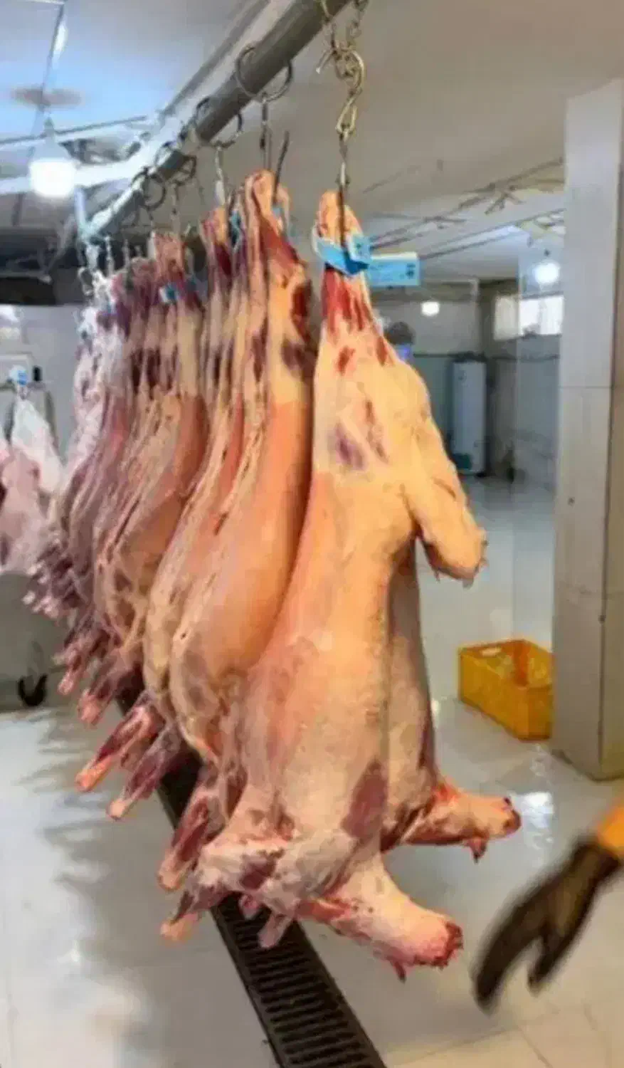 دام زنده با ما|حیوانات مزرعه|قدس, شهرقدس|دیوار