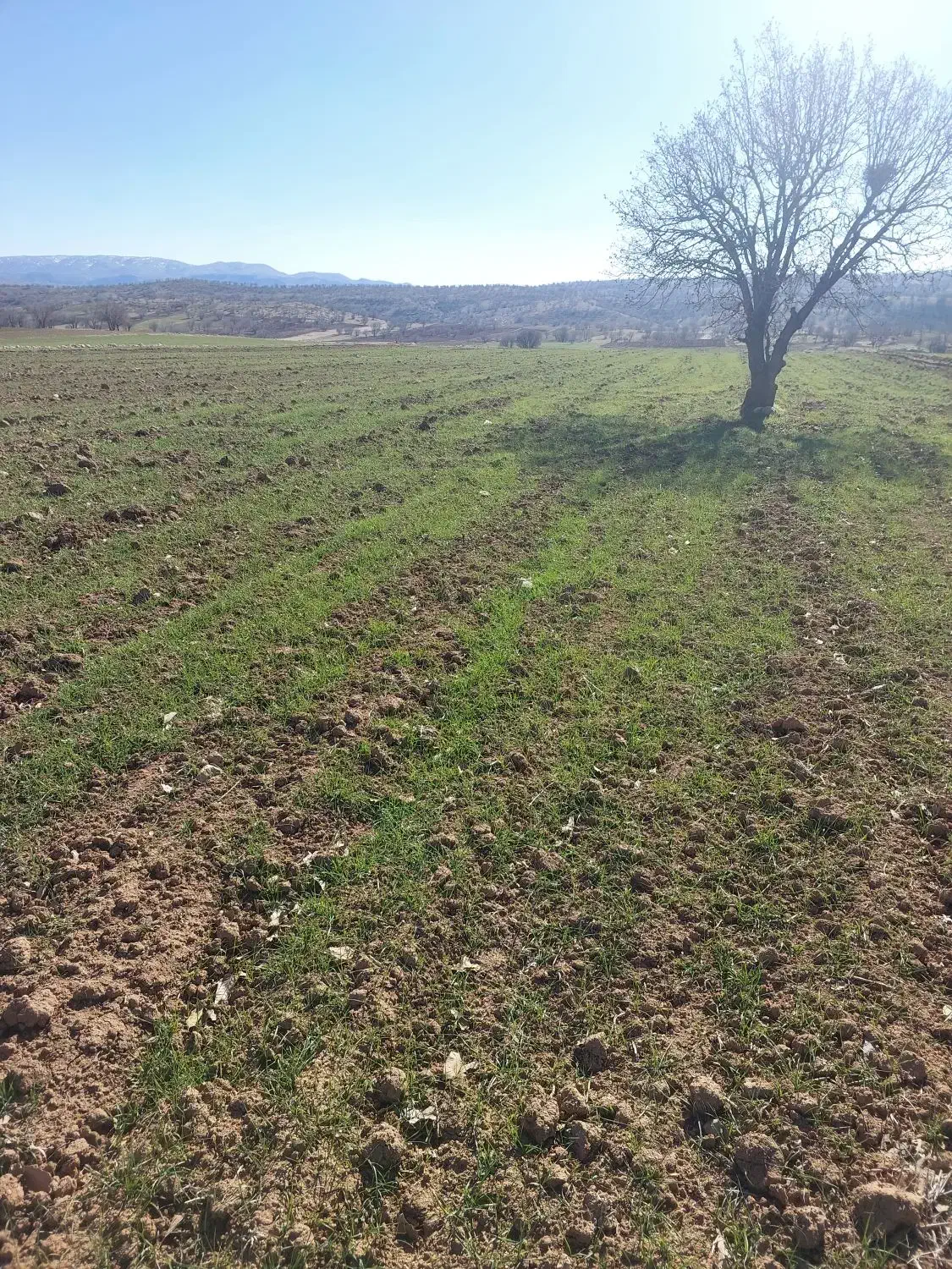 زمین کشاورزی|فروش دفتر صنعتی، کشاورزی، تجاری|ایوان, |دیوار