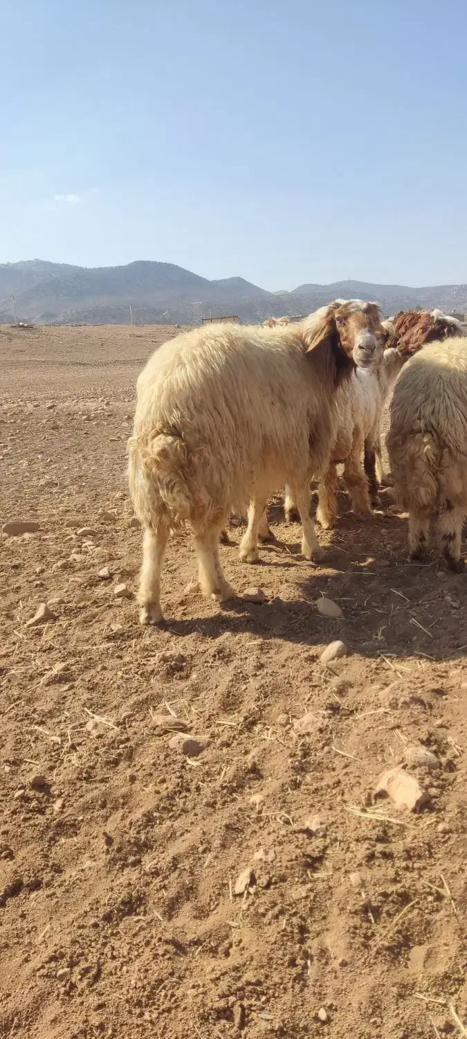 قوچ سنجابی|حیوانات مزرعه|خرمآباد, |دیوار