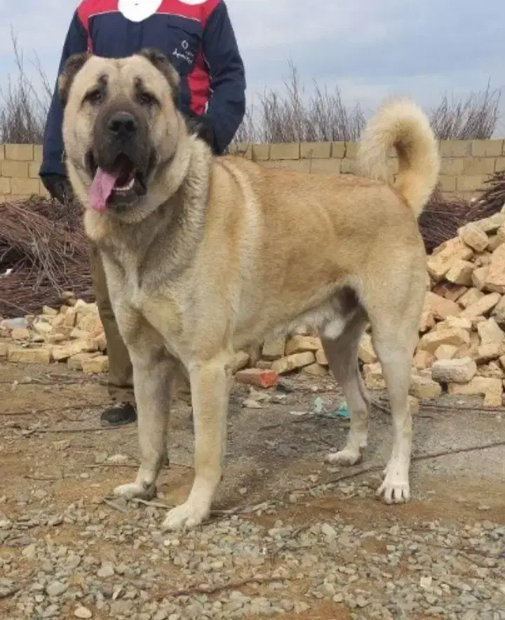 سرابی اصیل|سگ|رباطکریم, رباطکریم|دیوار