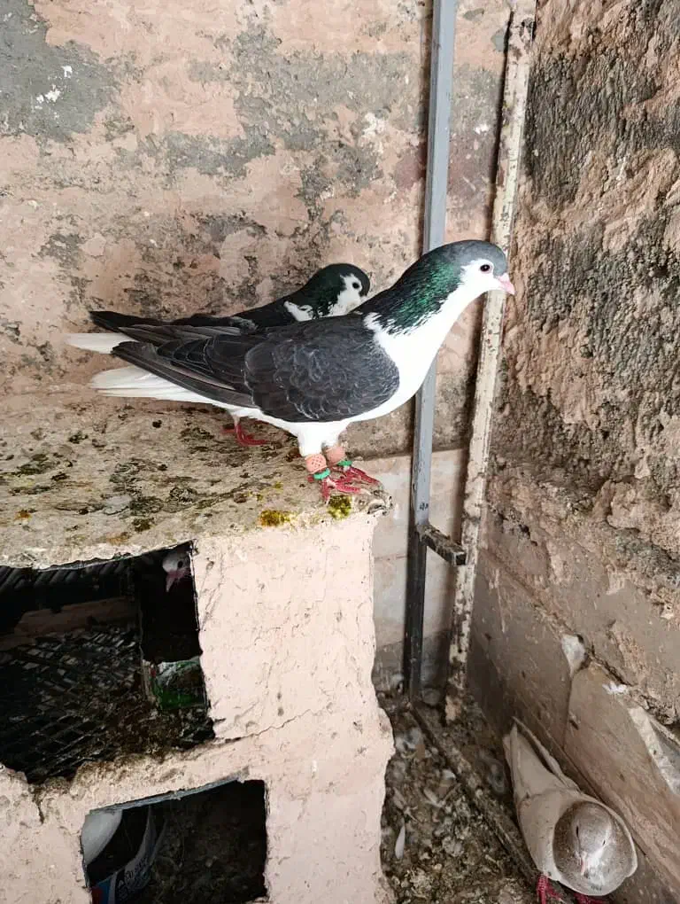 کفتر کبوتر|پرنده|سبزوار, همت|دیوار