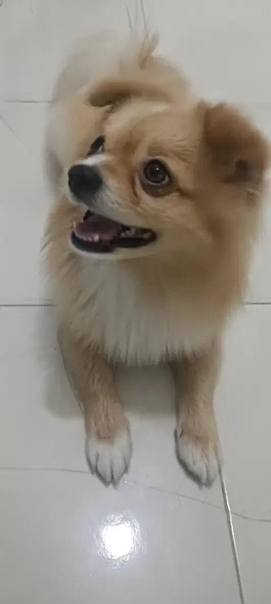 سگ پامراین روباهی|سگ|نسیمشهر, |دیوار