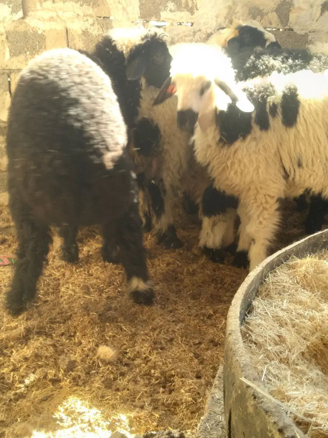 بره چاق|حیوانات مزرعه|خرمشهر, |دیوار