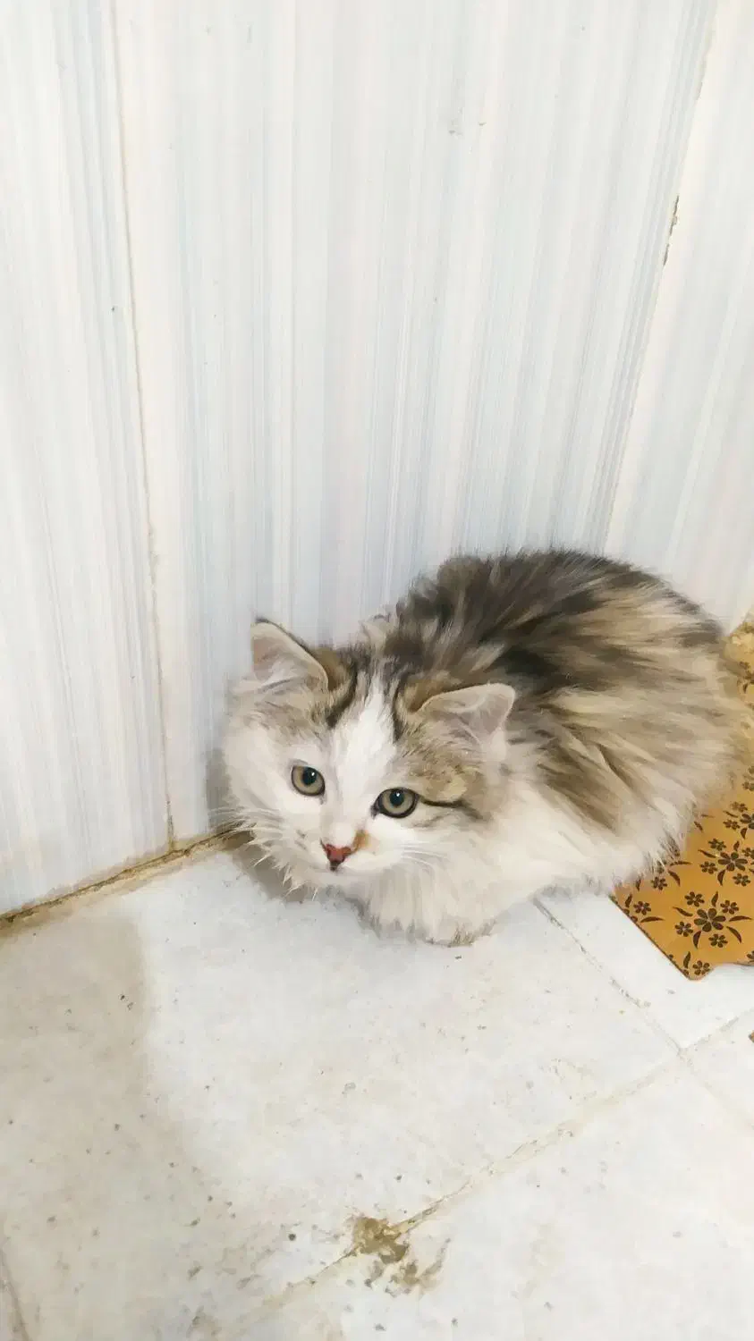 بچه گربه|گربه|مرند, |دیوار