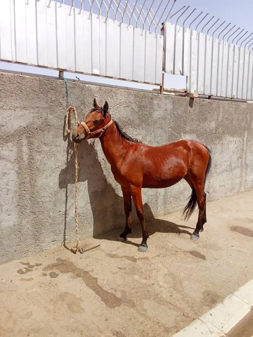 کره اسب نره|اسب و تجهیزات اسب‌سواری|قم, آزادگان|دیوار