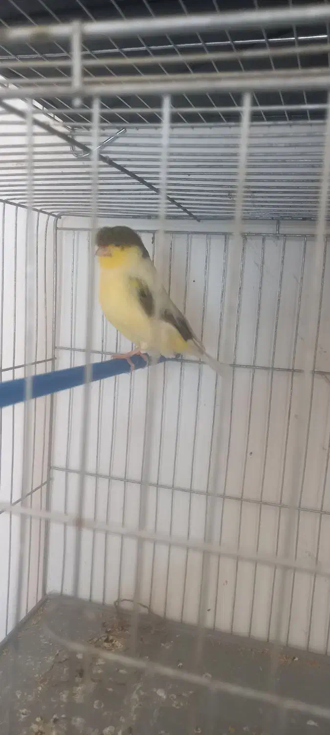 قناری|پرنده|نجفآباد, ویلاشهر|دیوار