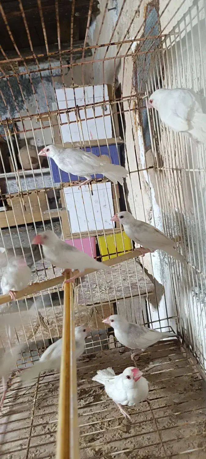 فنچ نرگسی|پرنده|بندرعباس, |دیوار