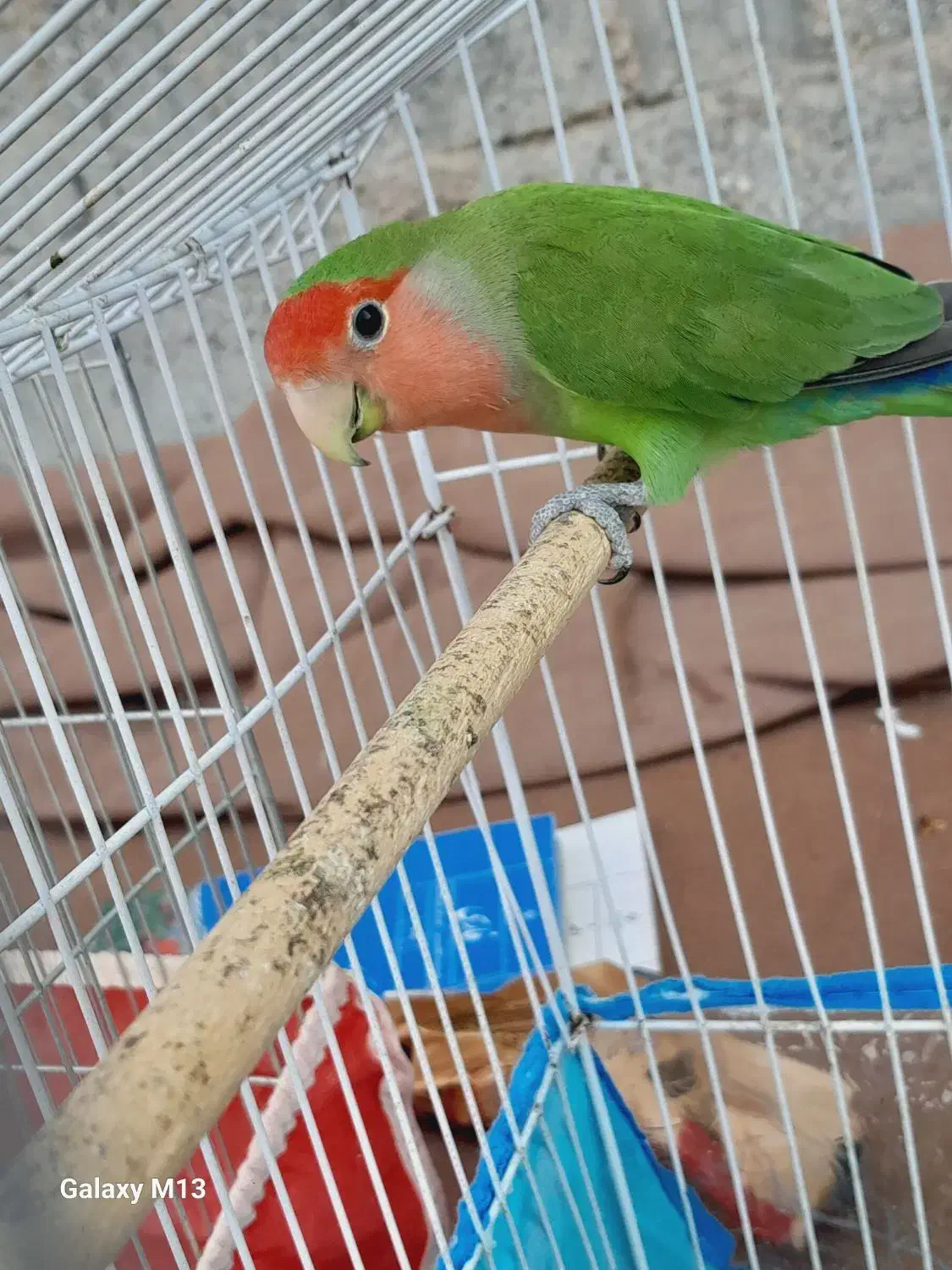 طوطی برزیلی|پرنده|خورموج, |دیوار