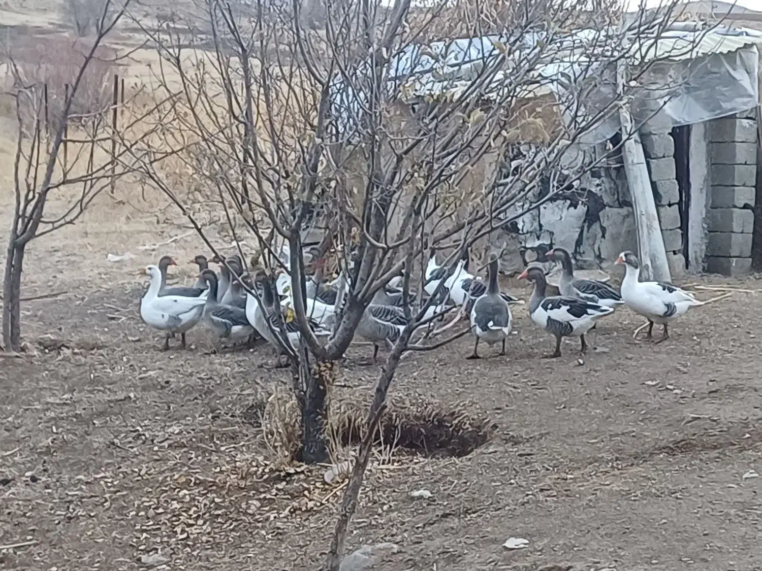 فروش قاز|حیوانات مزرعه|سنندج, |دیوار