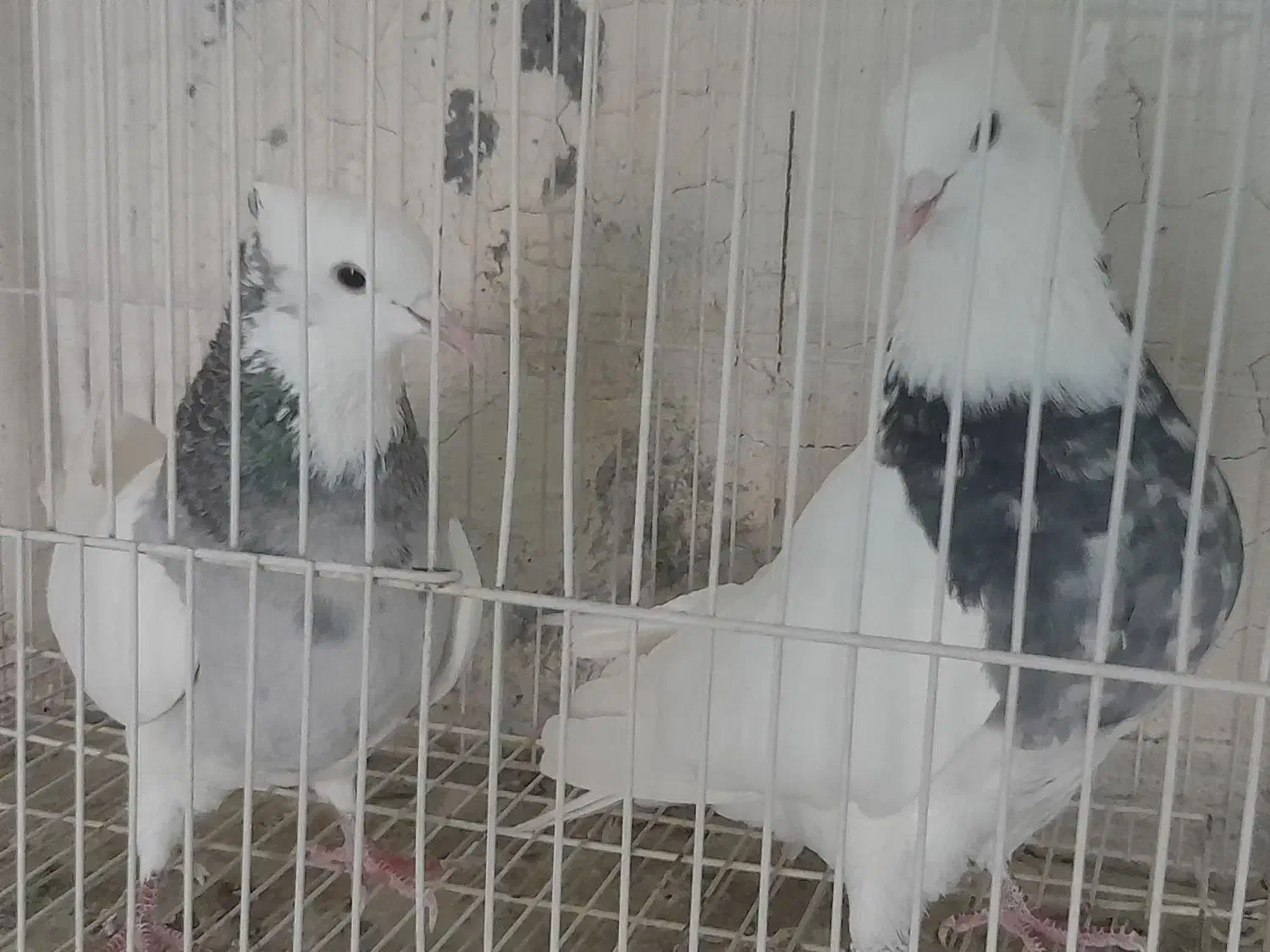 چند جفت طوقی یه جفت زاغ آبادانی یه جفت سرخ|پرنده|شاهین‌شهر, گرگاب|دیوار