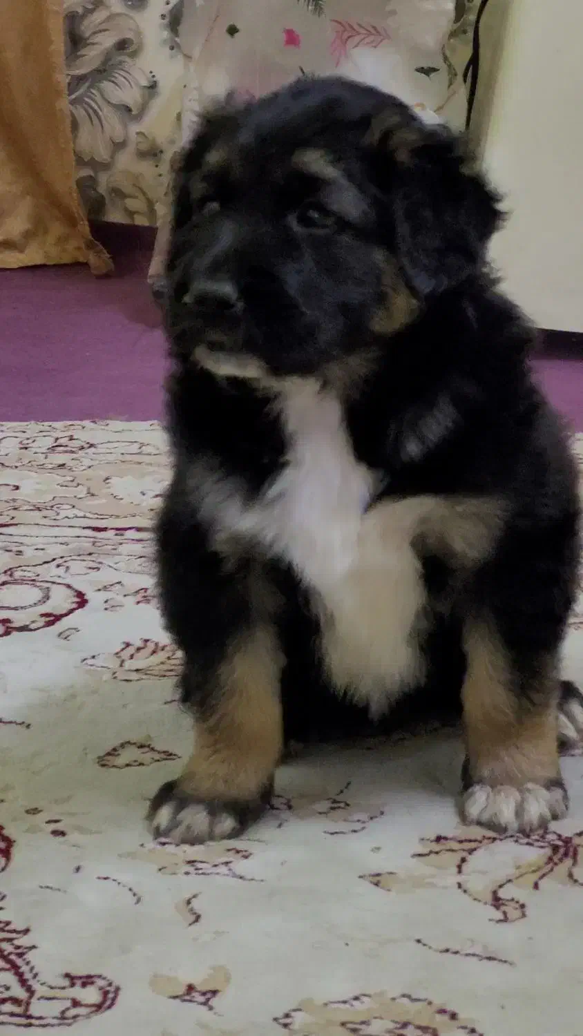 توله سگ میکس ماده پدرمادردار، ۵پشت نگهبان|سگ|ورامین, ورامین|دیوار