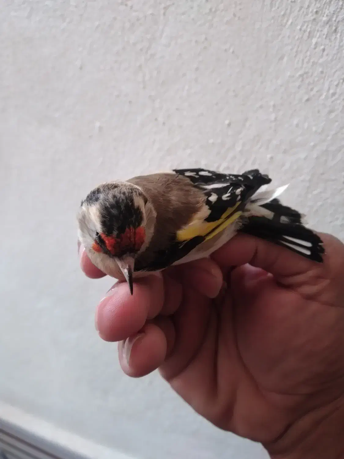 سهره ماده|پرنده|سرپل ذهاب, |دیوار